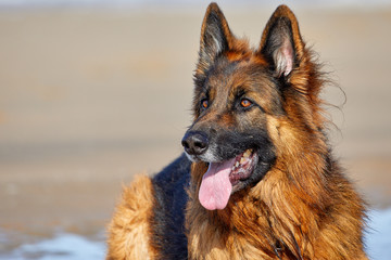 Portrait von einem Deutschen Schäferhund