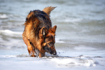 Deutscher Schäferhund am Strand und im Meer