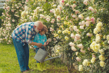 Naklejka na ściany i meble Grandfather and grandchild enjoying in the garden with roses flowers. I love our moments in the countryside - remember time. His enjoys talking to grandfather. Gardener in the garden.