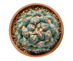 Succulent cactus flower tropical plant in pot top view isolated on white background, clipping path included