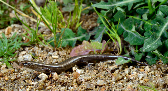  European snake-eyed skink / Johannisechse (Ablepharus kitaibelii), Tinos, Greece / Griechenland