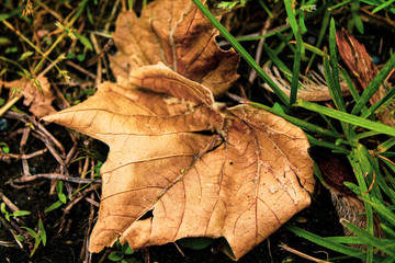 autumn leaves on the ground