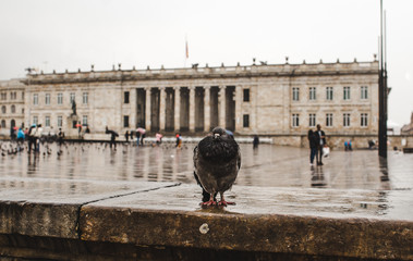 Plump pigeon perched on wall of Bogotá's Plaza Bolívar, home of Colombia's main government...