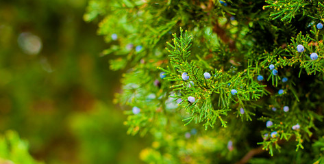 background of green leaves