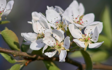 Macro view of sunny blooming pear blossoms on a tree twig in spring.