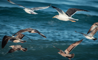 Seagulls in flight 
