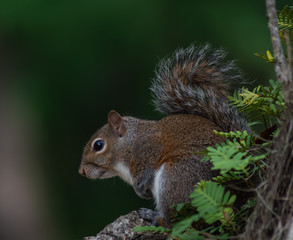 Naklejka na ściany i meble squirrel eating nut on a tree