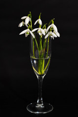 Glass of Fresh snowdrops bouquet with a ribbon on black background