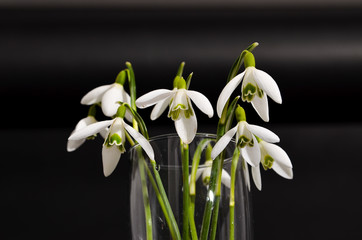 Glass of Fresh snowdrops bouquet with a ribbon on black background