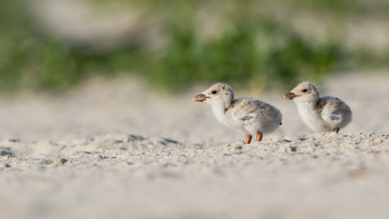 Two Black Skimmer nestlings on the beach.