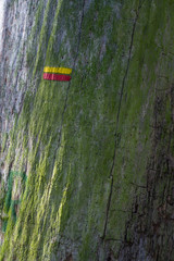 balisage d'un sentier de randonnée peint sur un tronc d'arbre