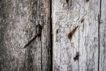 Texture of old wooden planks with lots of cracks, scratches, holes and rusty nails. Close up.