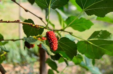 red berries on a branch