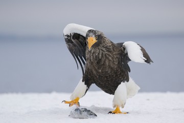 Steller's Sea Eagle migrated to Hokkaido,Japan in Winter