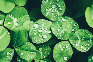 Clover with dew drops. A three leaf clover with dew.
