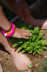 plantes aromatiques - menthe