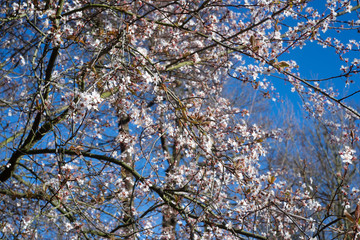 cerisier en fleur