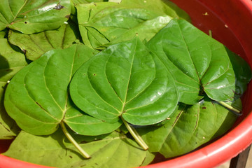 green leaf with water drops