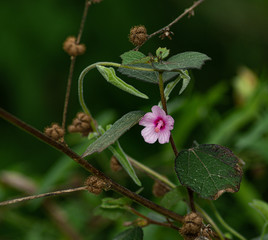 Small forest wildflowers background 