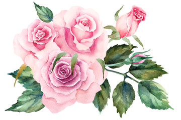 Pink roses with leaves on a white background. Hand drawn watercolor.