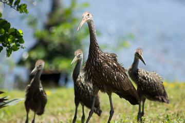 Group of birds in a lake park