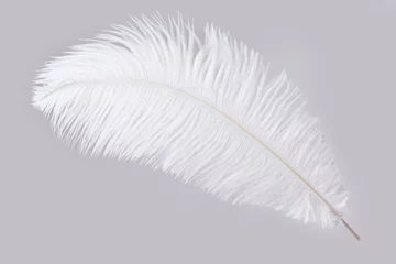 Foto auf Acrylglas White ostrich feather isolated on gray background © blackday