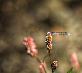 Macro photography of a blue dragonfly