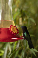 Oiseau mouche colibri
