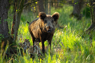 Cute wild boar, sus scrofa, family with adult mother and tiny striped piglets approaching in spring forest at sunrise. Animal family looking into camera from front view. Wild mammal in nature.