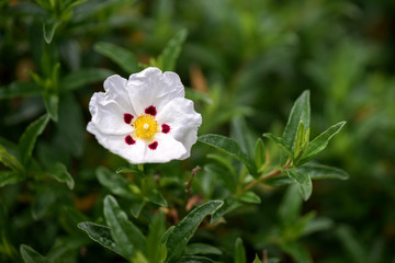 White Cistus (Lucitanica Decumbens) flowering in an English garden