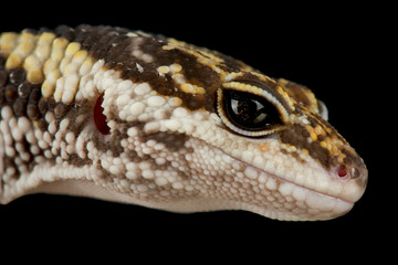 East Indian leopard gecko (Eublepharis hardwickii)