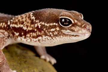 African fat-tailed gecko (Hemitheconyx caudicinctus)