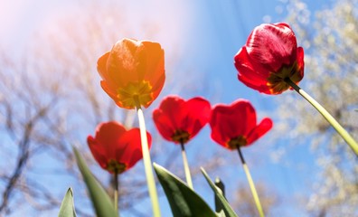 Obraz premium Netherlands.