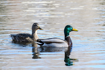 Waterfowl of Colorado. Male and Female Mallard ducks in a lake.