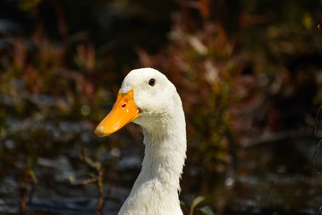 portrait of a goose