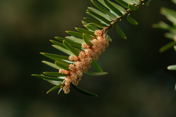 Naklejka premium Pollen / Blütenstaub: Europäische Eibe (lat. Taxus baccata)
