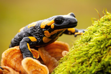 Endemic species of European fire salamander, salamandra salamandra, hiding in wilderness of Poland....