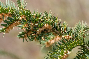 Pollen / Blütenstaub: Europäische Eibe (lat. Taxus baccata)