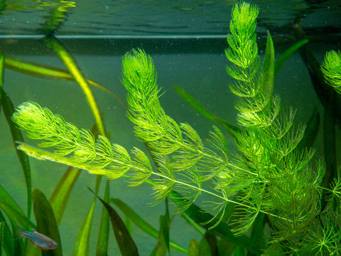Hornwort plant (Ceratophyllum demersum) on a fish tank