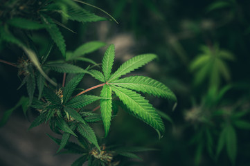 Plakat Growing cannabis indoors, hemp cultivation technique. Growing pot in groutent. Vegetative stage of marijuana growth. Medical marijuana. Background of cannabis leaves. A large amount of marijuana.