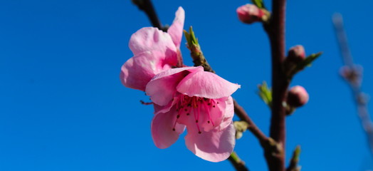 a beautiful peach flower on a branch in the spring