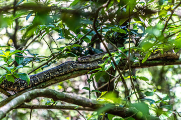 Boa in Costa Rica