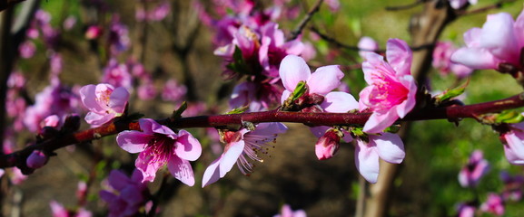 peach blossom, peaches bloom in spring