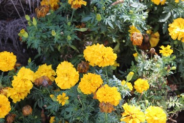 marigold