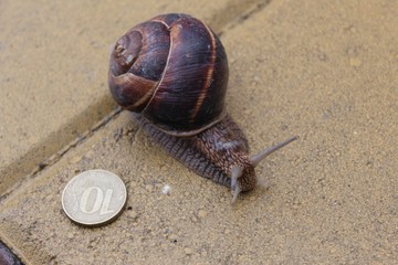 grape snail