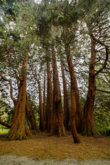 Fototapeta premium Giant Sequoia Northern Ireland 2018 tree of the year, Castlewellan forest park, County Down, Northern Ireland