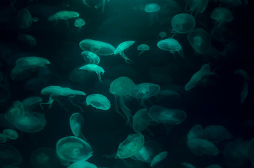 Fototapeta na wymiar Lots of jellyfish with green light