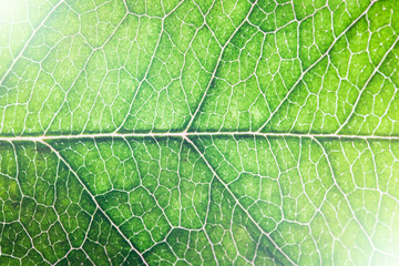 Green leaf veins texture. Shiny bright natural enviroment pattern.  Vibrant color lines background.