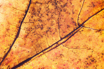 Yellow autumn leaf background. Vibrant golden color natural veins texture. Closeup macro orange...