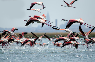 flamingos rise in flight over Venice
